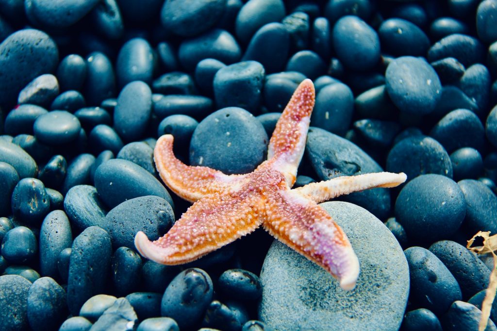 asterina starfish for sale red starfish on blue and white pebbles