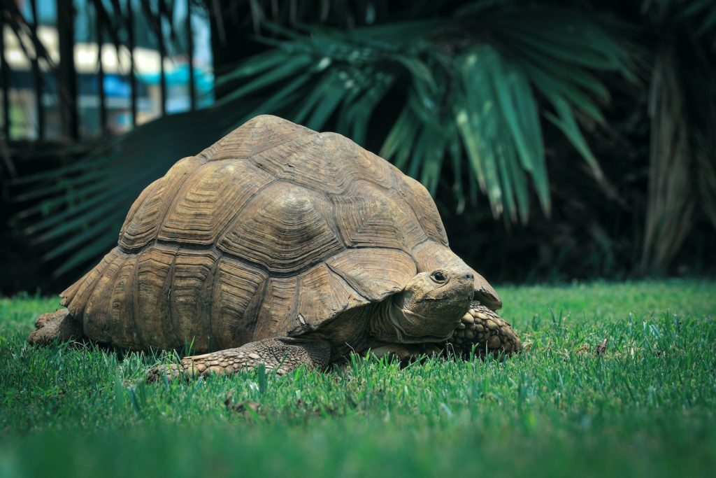 how long can a turtle go without eating brown turtle on green grass during daytime