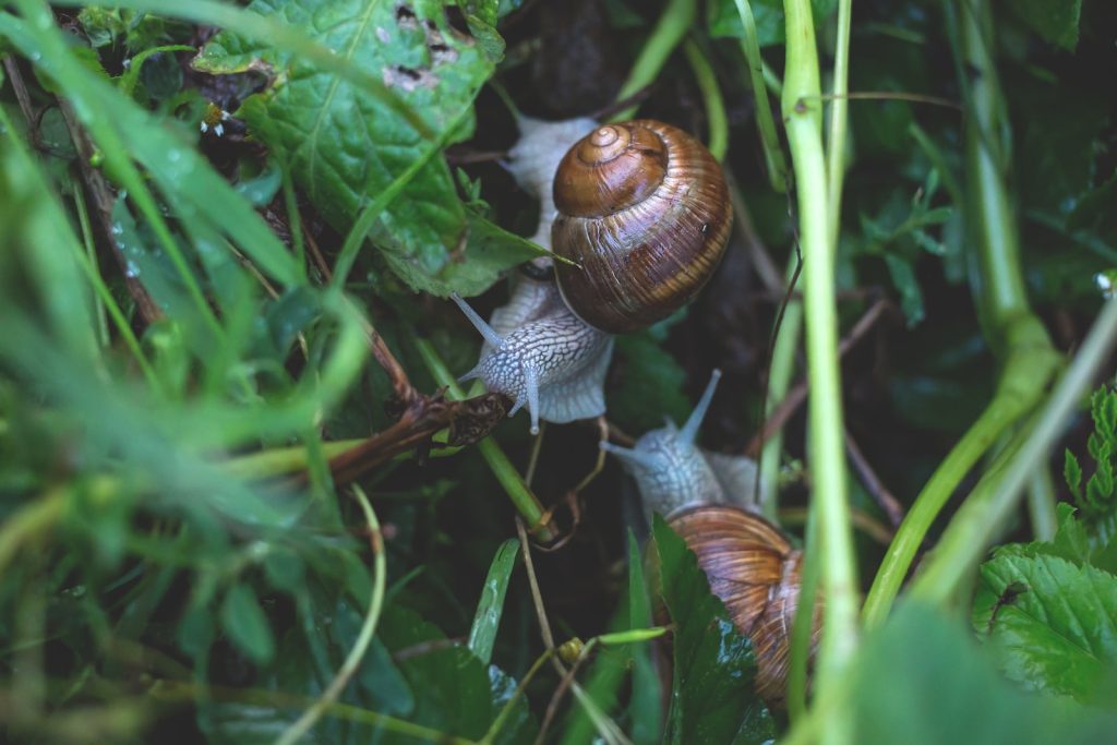 do assassin snails eat shrimp two snails surrounded by green leafed plant