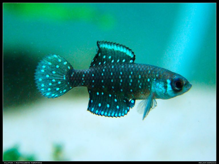 Stunning Shades of the Sea: A Comprehensive Guide to Blue Gularis Killifish for Sale