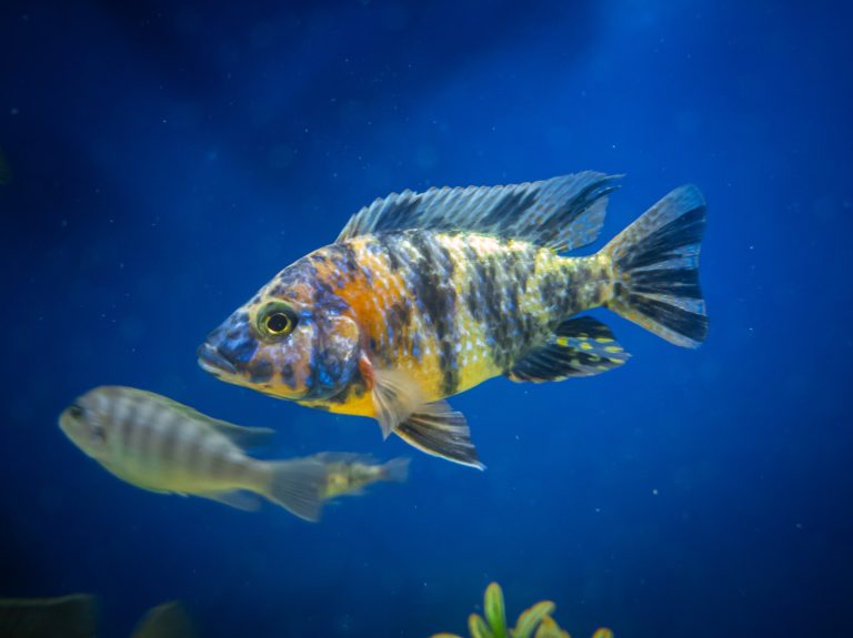 The Electric Blue Ram Cichlid: Your Guide to a Stunning Aquarium Experience