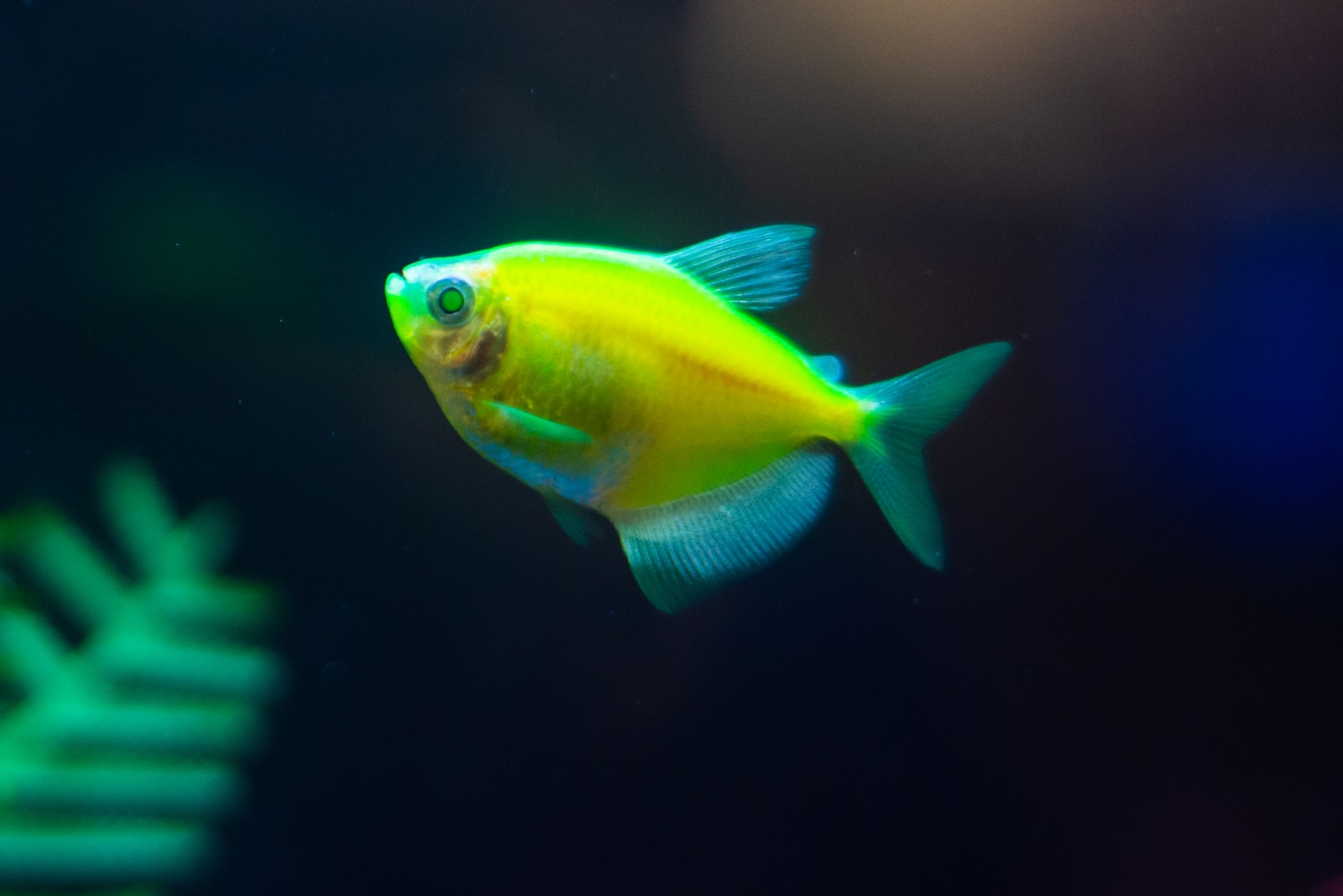 a yellow fish swimming in an aquarium