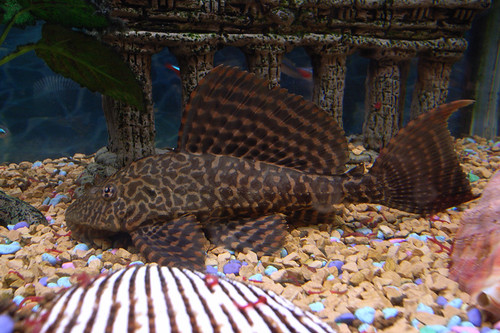 The Mysteries of Pleco Growth: What to Know