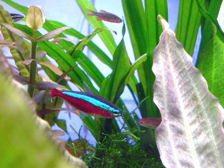 10 Amazing Tank Mates for Your Cardinal Tetra: Complete Guide