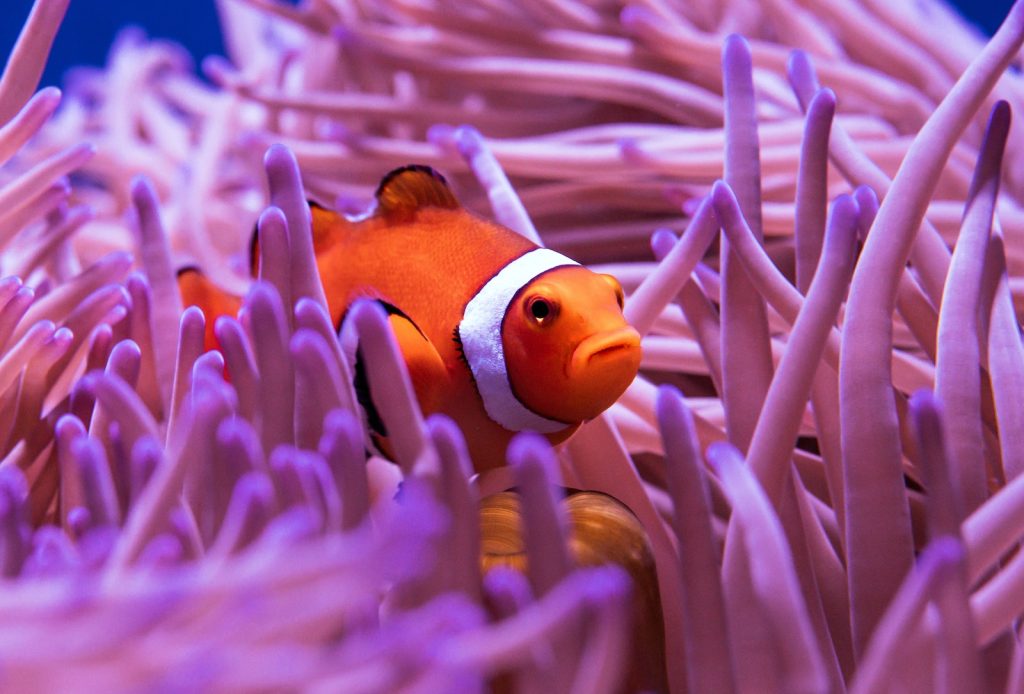 clown fish in purple and white coral reef