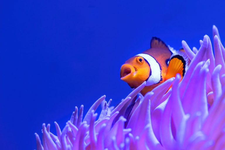 Do Female Clownfish Eat Their Eggs? Unveiling the Mysteries of Clownfish Parenting