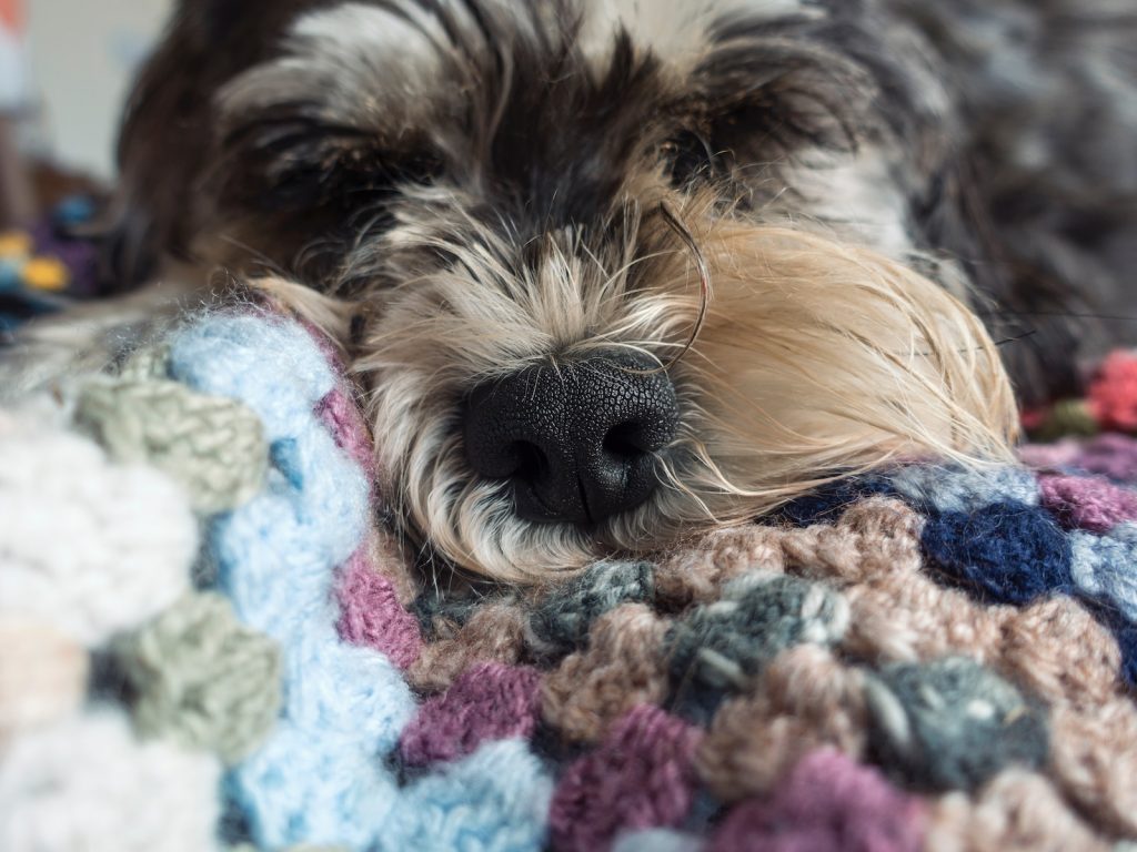 a close up of a dog laying on a blanket