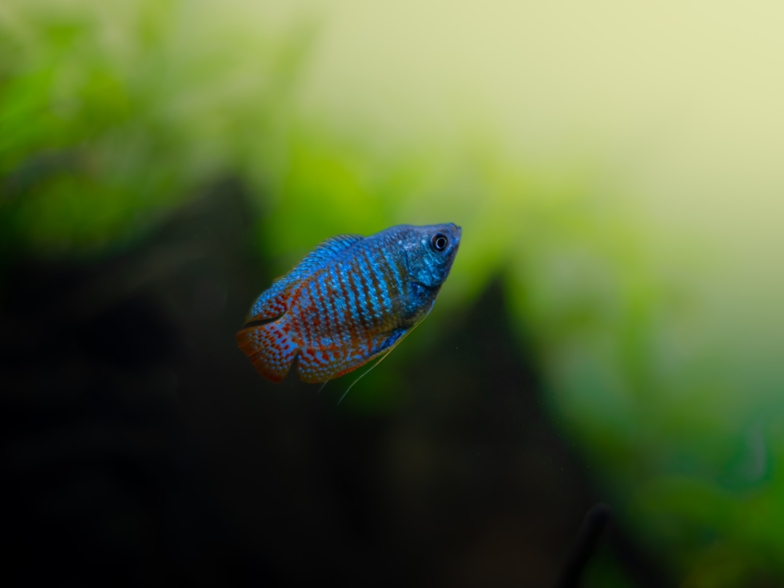 a blue and red fish in an aquarium
