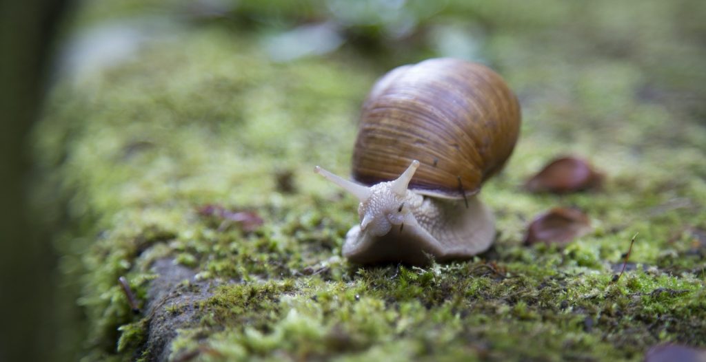 Shallow Focus Photography of Snail