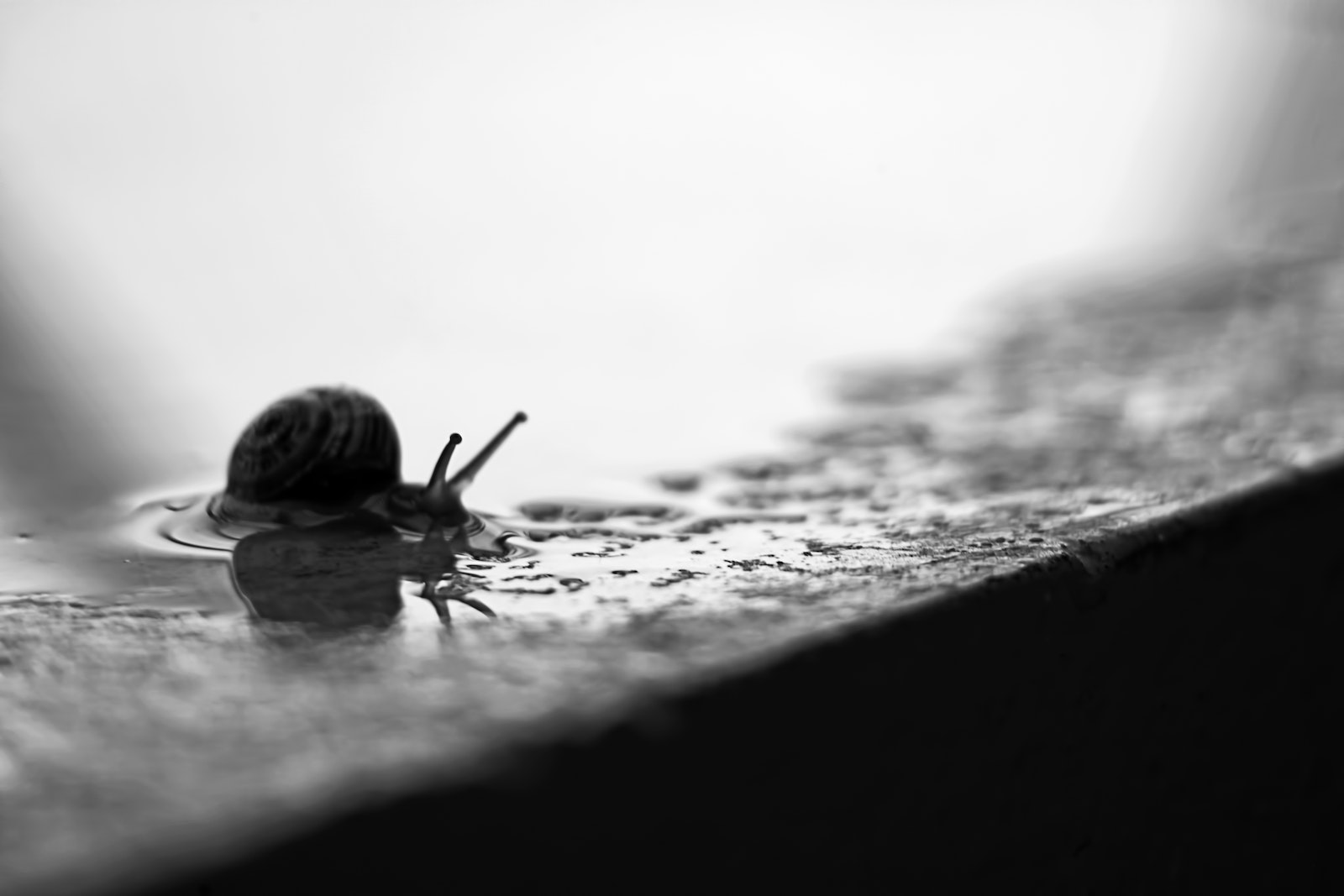 Grayscale Photography Of Snail