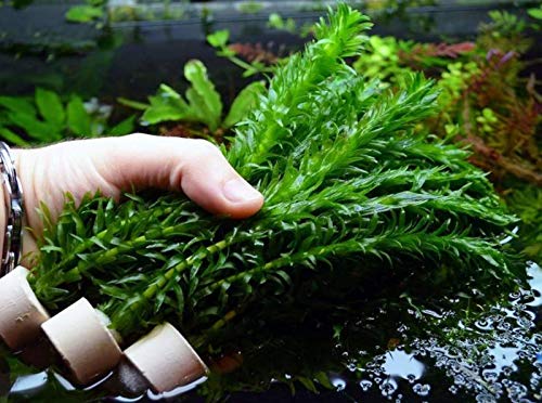 Best Plants for Guppies: Creating a Thriving Aquatic Environment