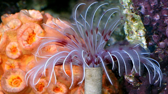 The Fascinating World of Reef Tank Tube Worms