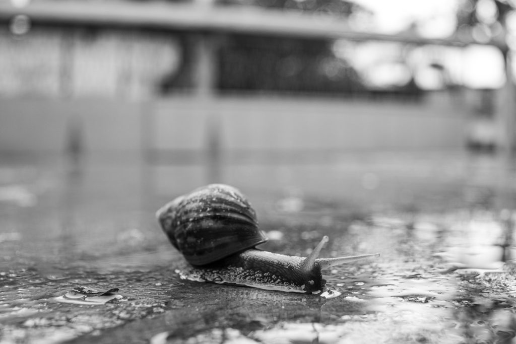 Black and white of small snail with shell crawling on wet road in rainy day in town street