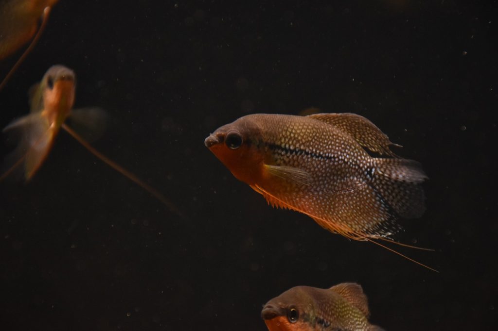 pearl gourami, fish, underwater
