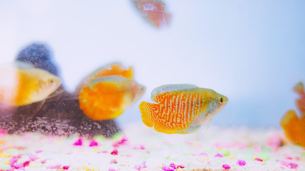 Small bright yellow Colisa lalia fishes floating in transparent water in aquarium with corals