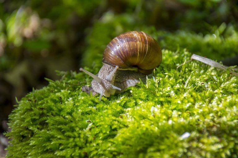 Do Mystery Snails Eat Plants: A Comprehensive Guide