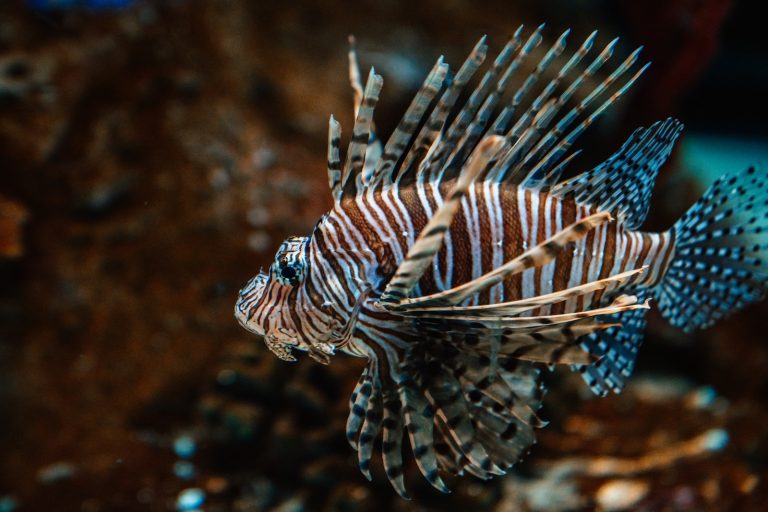 African Butterfly Fish for Sale 2023