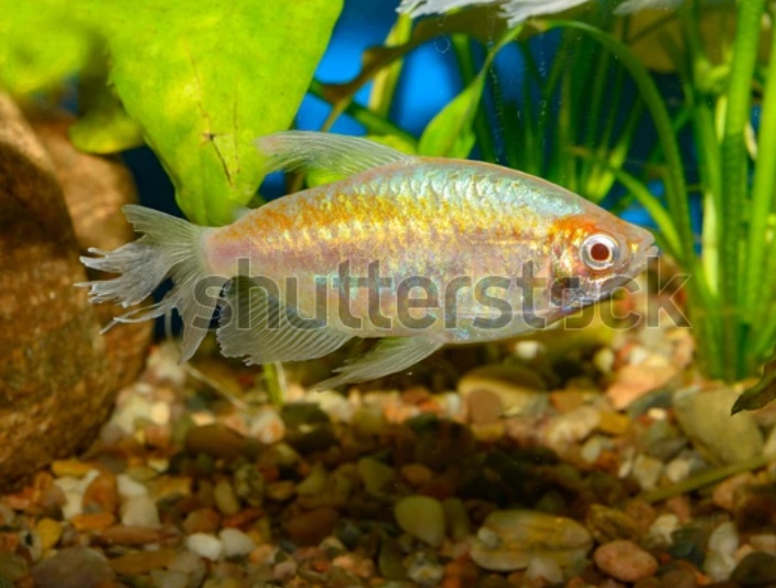 Aquarium Albino Fish Congo Tetra Phenacogrammus Stock Photo 1531340972 Shutterstock