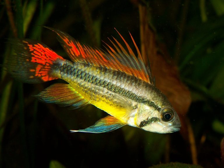 Apistogramma Cacatuoides Double Red: A Guide to Colorful Dwarf Cichlids