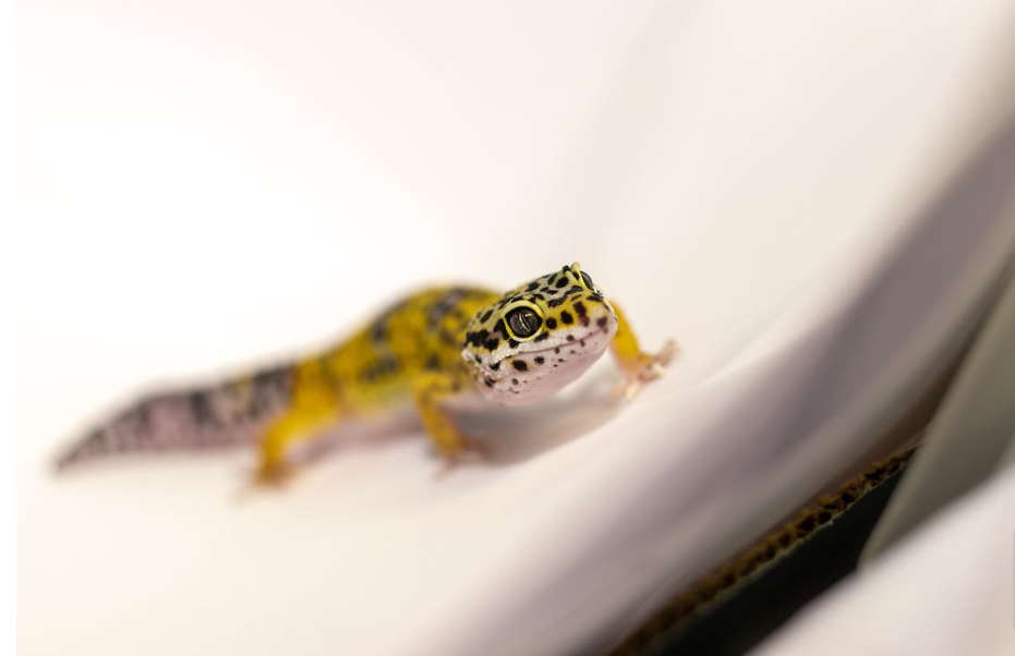 Close Up Shot of Leopard Gecko on White Textile · Free Stock Photo (1)