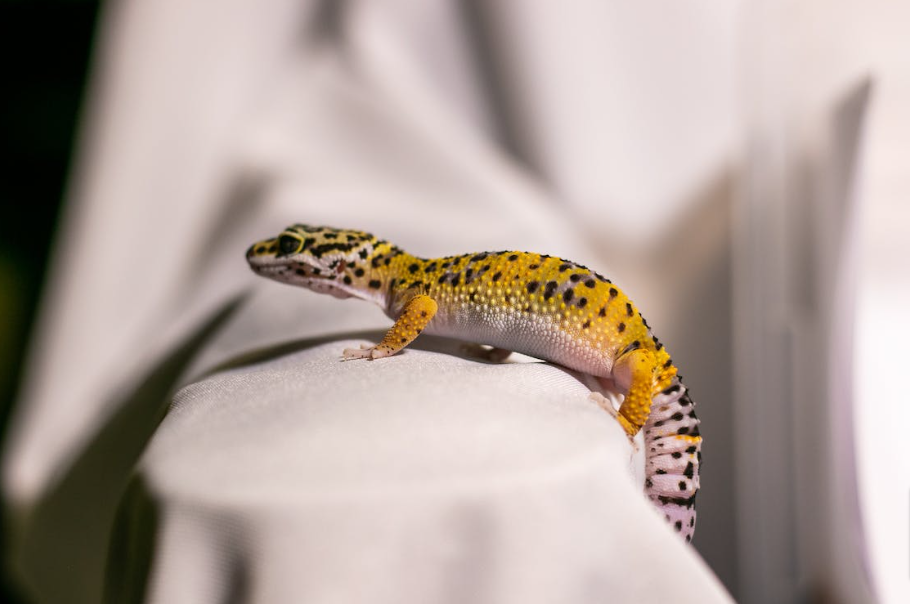Close Up Shot of Leopard Gecko on White Textile · Free Stock Photo