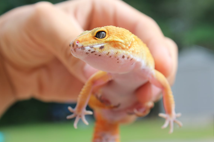 Close Up Shot of a Person Holding a Leopard Gecko · Free Stock Photo