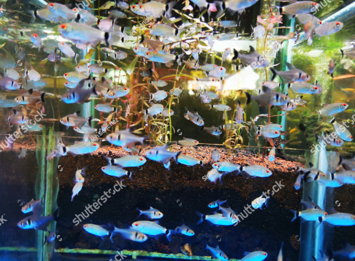 Cluster Red Eyed Tetra Cube Tank Stock Photo 1760890976 Shutterstock