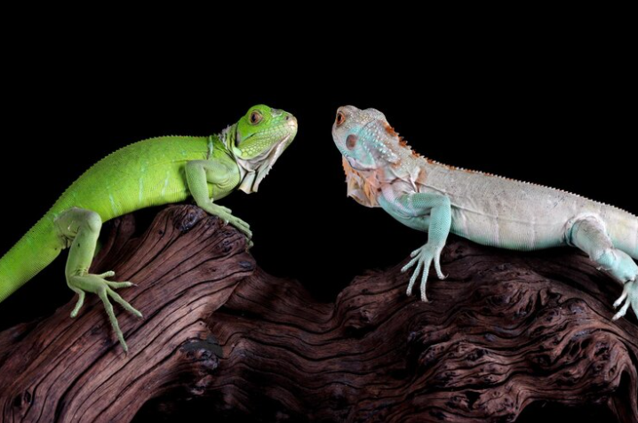 Fat Tailed Gecko vs Leopard Gecko: A Comparative Guide