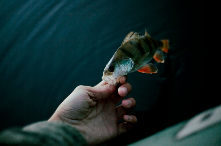 Free Photo Free photo close up of a fisherman s hand with fresh fish