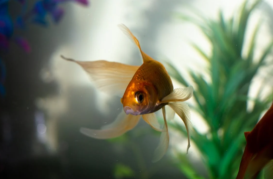 Goldfish in Water · Free Stock Photo
