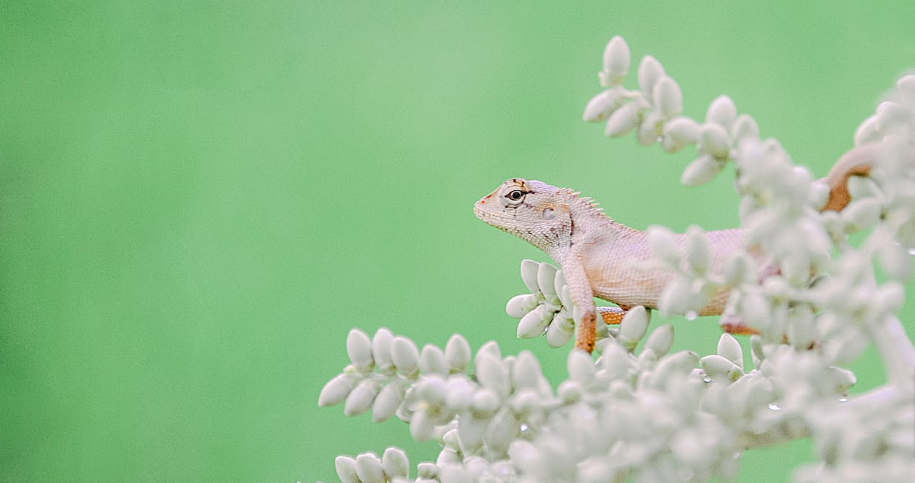 Gray Lizard on Green Plant · Free Stock Photo