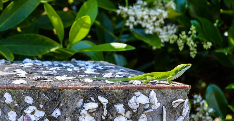 Green Lizard on Top of Gray Surface · Free Stock Photo