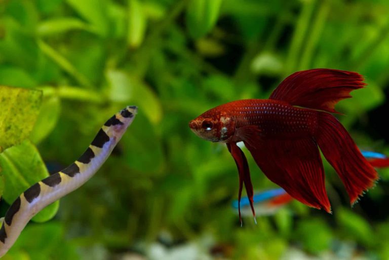 Kuhli Loaches and Betta: A Comprehensive Guide