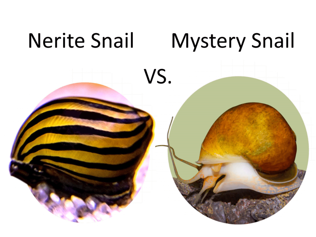 Nerite Snail vs Mystery Snail