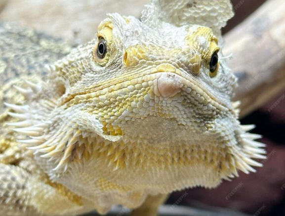 Premium AI Image A close up of a bearded dragon s face