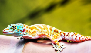 Premium AI Image closeup shot of a colorful gecko in motion