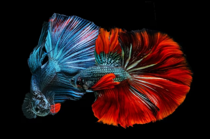 Premium Photo Red and blue betta fish siamese fighting on a black background