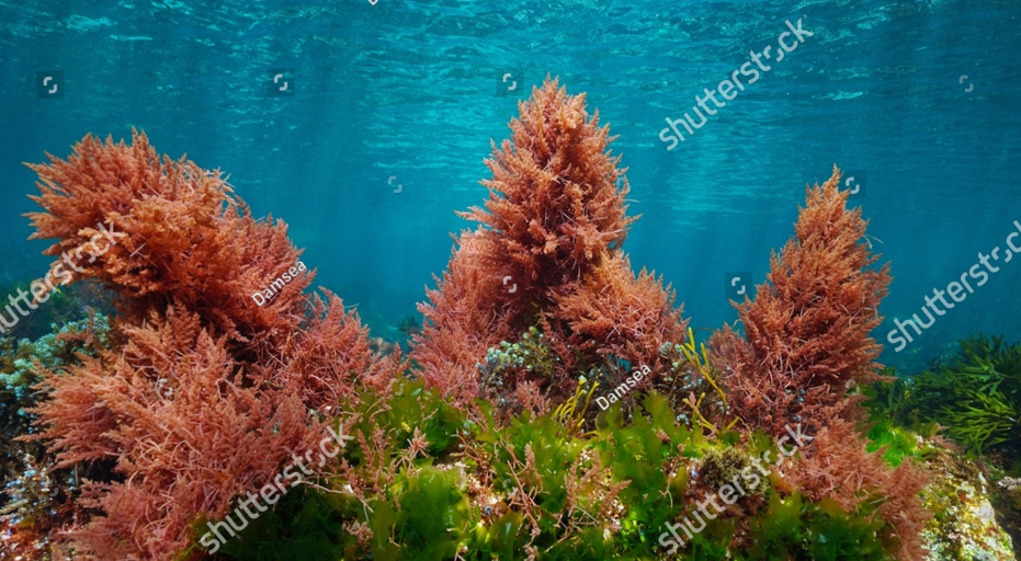 Red Green Algae Blue Water Underwater Stock Photo 2149210553 Shutterstock