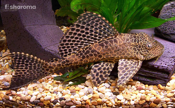 The Fascinating World of High Fin Spotted Plecostomus