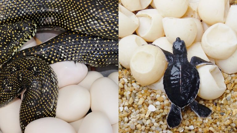 Snake Eggs vs Turtle Eggs: A Comparative Exploration
