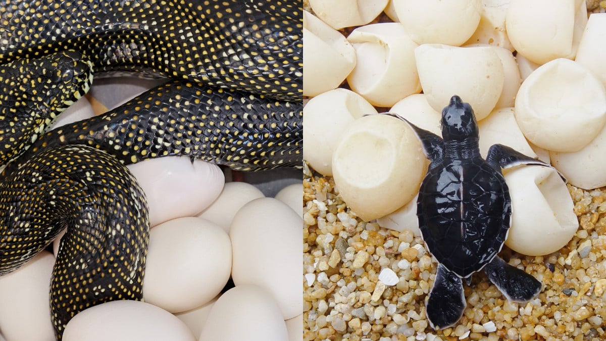 Snake Eggs vs Turtle Eggs