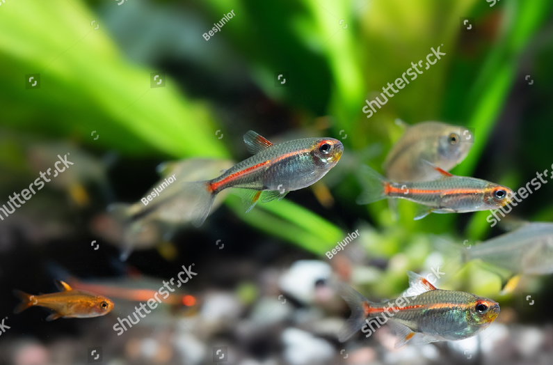 Tropical Aquarium Fishes Glowlight Tetra Hemigrammus Stock Photo 1692199387 Shutterstock