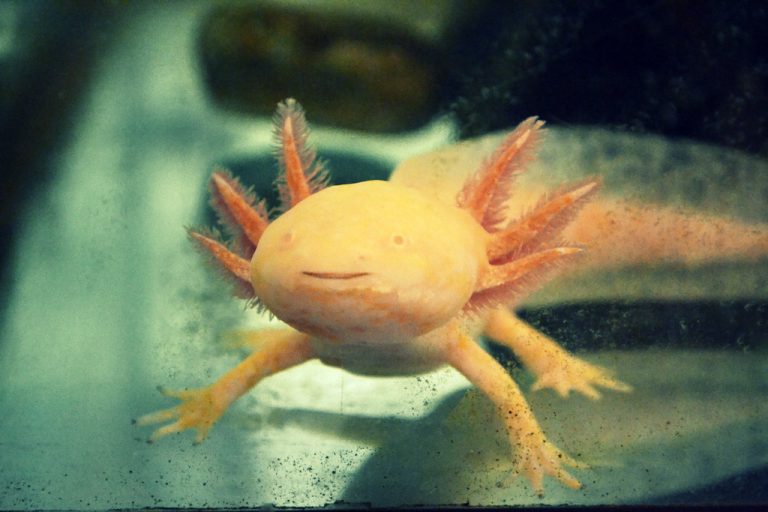 Why is My Axolotl Floating? Unraveling the Mystery