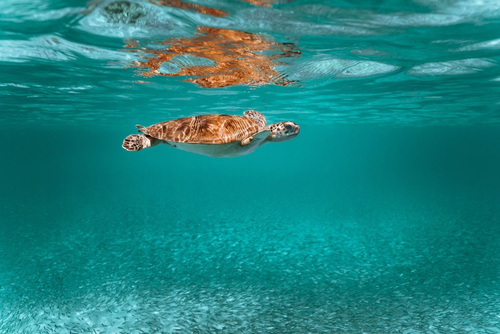 brown and white turtle in water