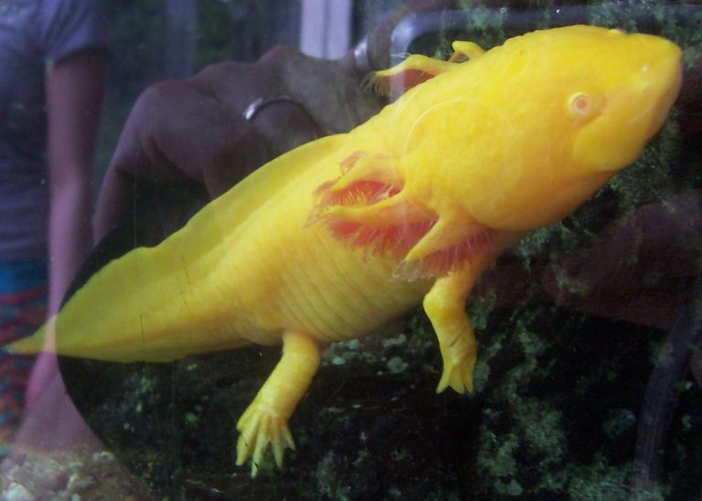 How Long Can a Axolotl Live Out of Water