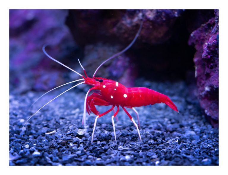 Blood Red Fire Shrimp: A Fascinating Aquarium Marvel