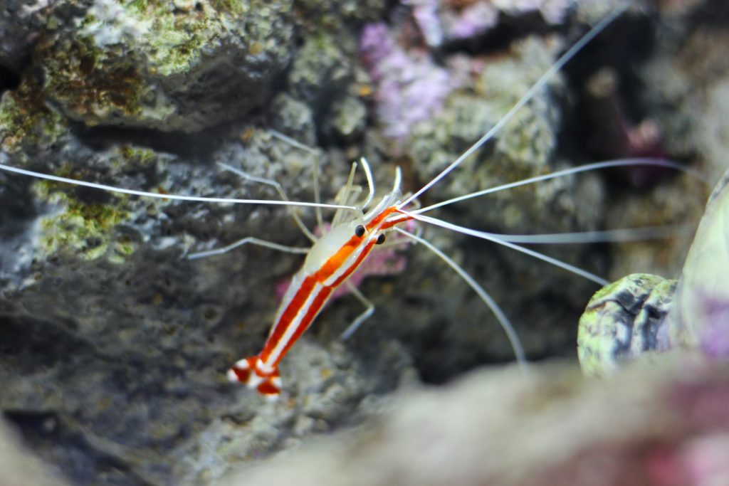 Fairy Shrimp vs Brine Shrimp orange and white fish on coral reef