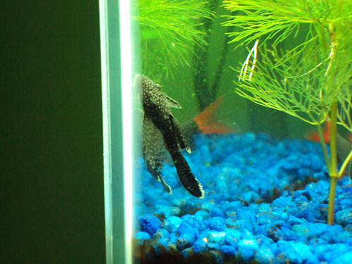 Can Plecostomus Live with Bettas: A Comprehensive Guide