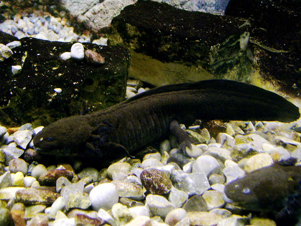 How Long Can a Axolotl Live Out of Water