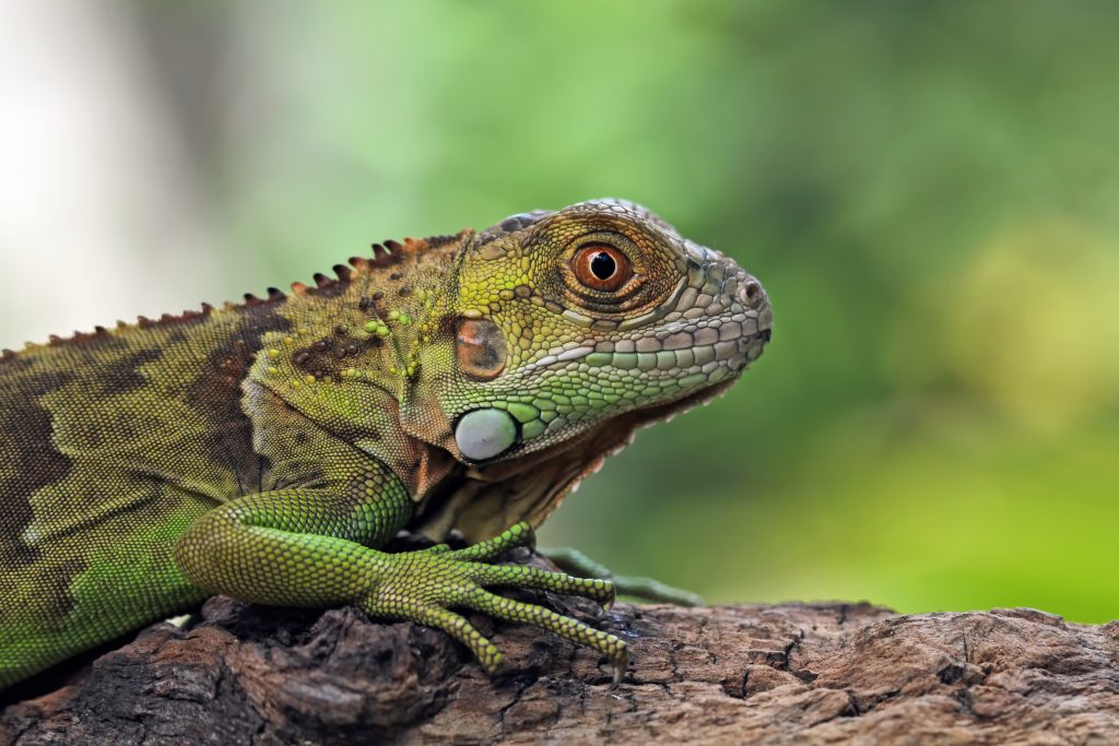 green iguana sits tree branch